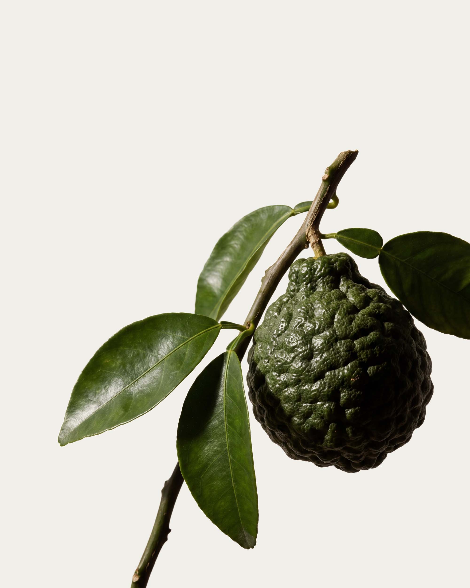 Bergamot