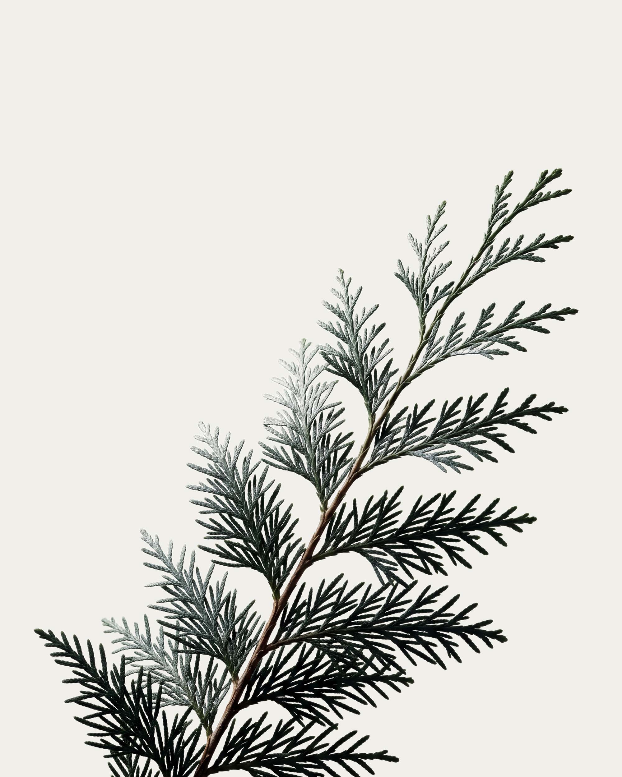 Cypress