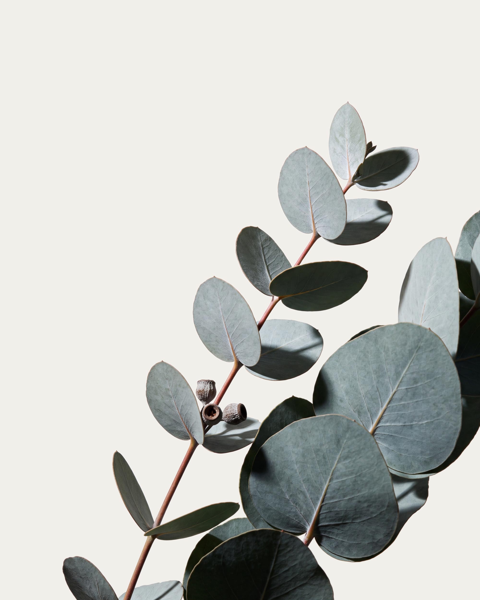 Eucalyptus