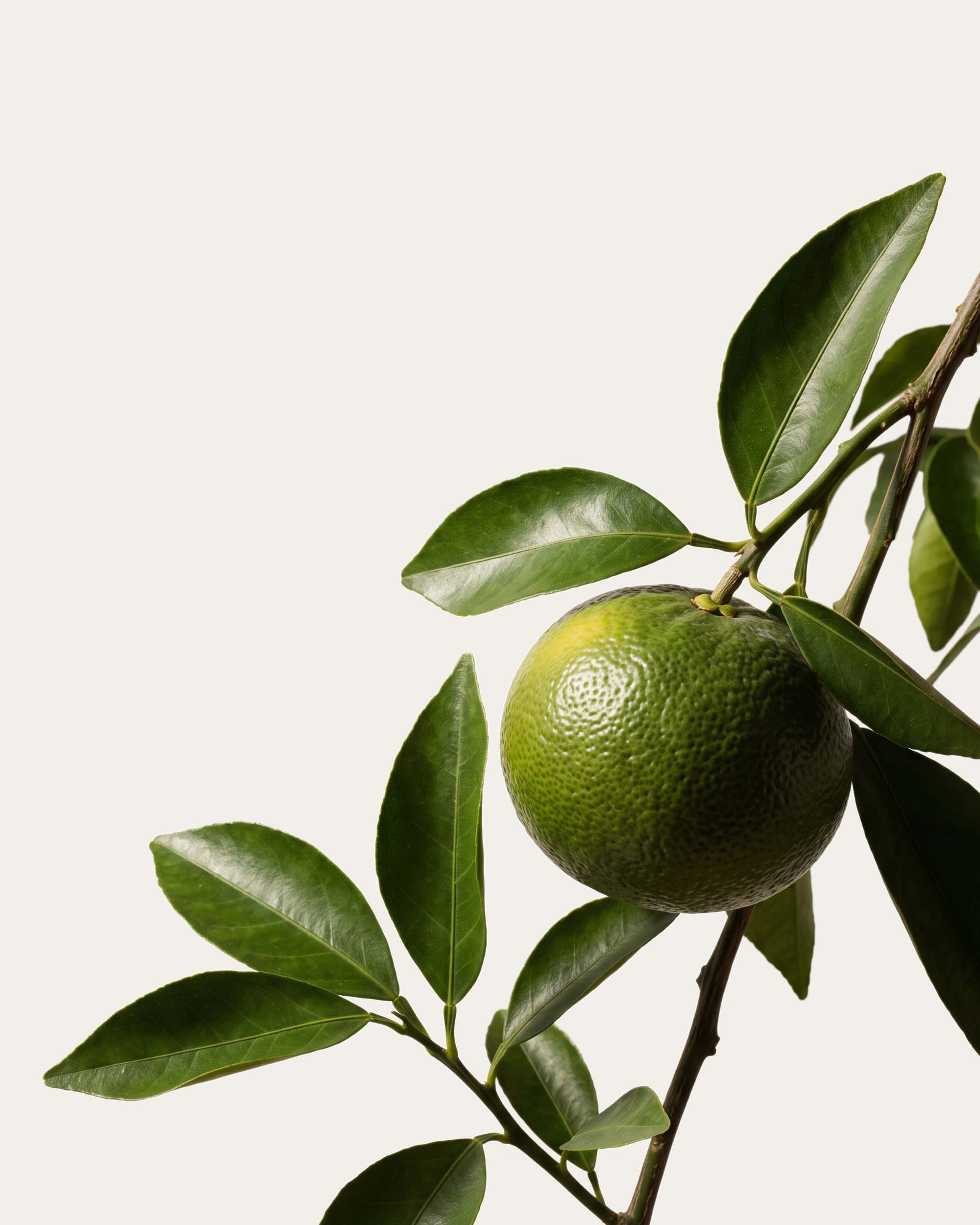 Green Mandarin