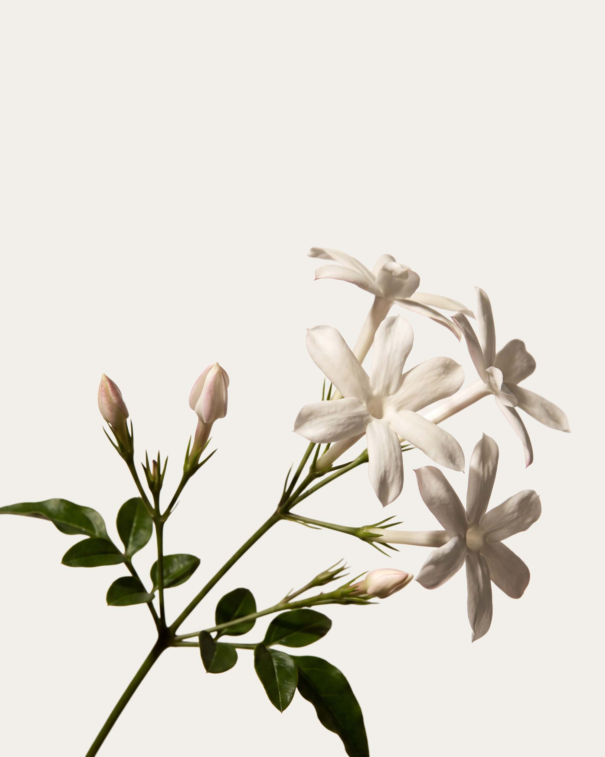Jasmine