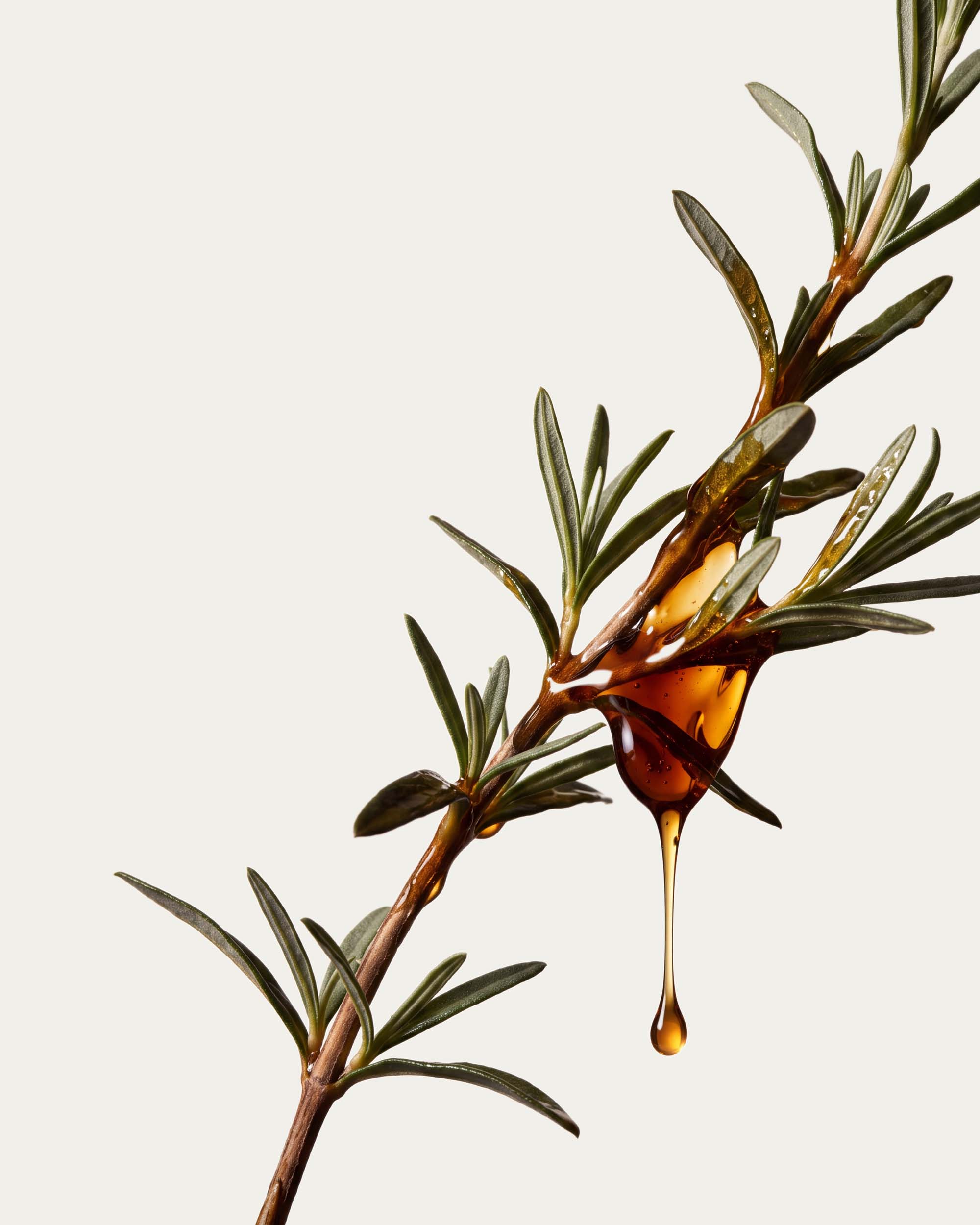 Labdanum