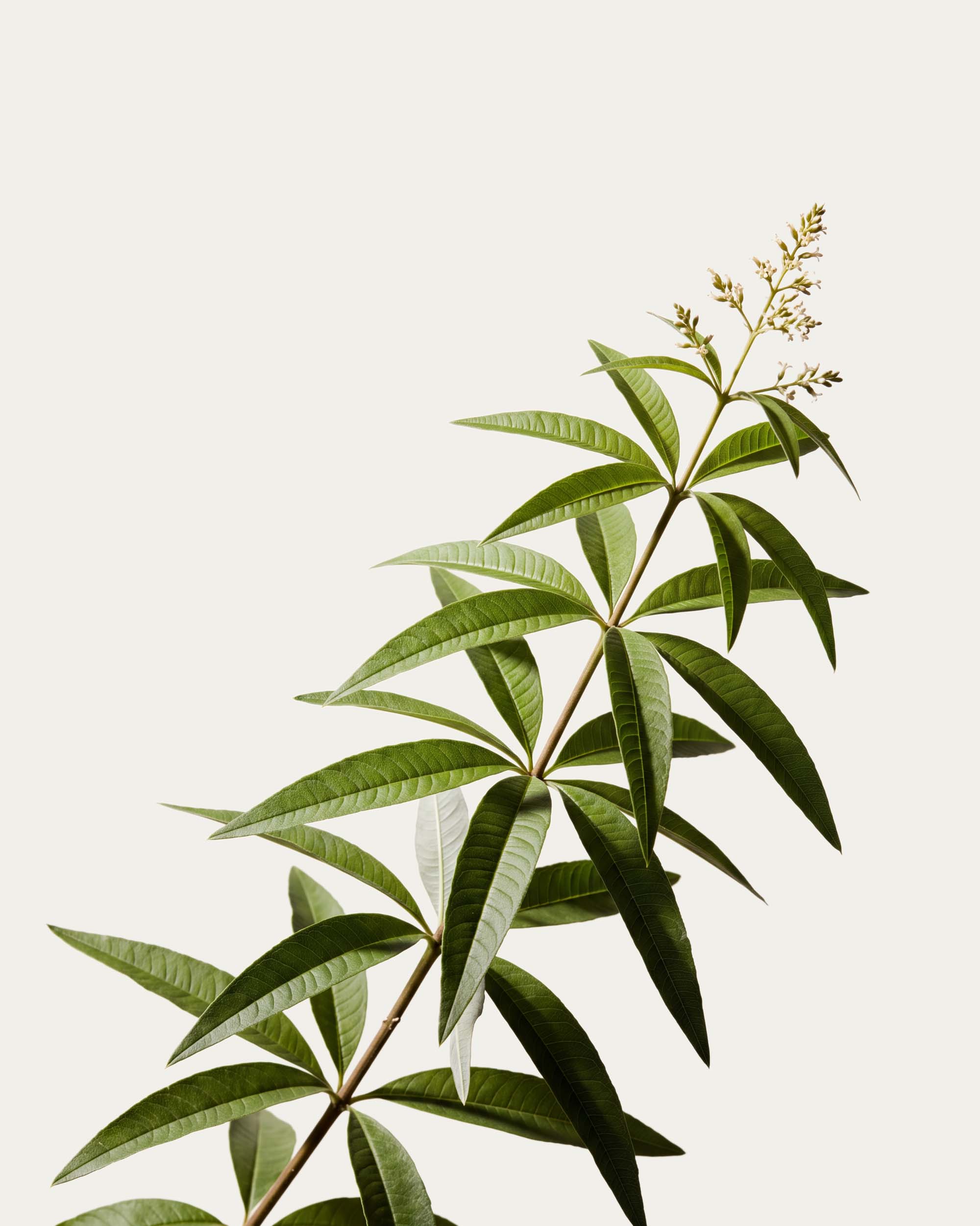 Verbena