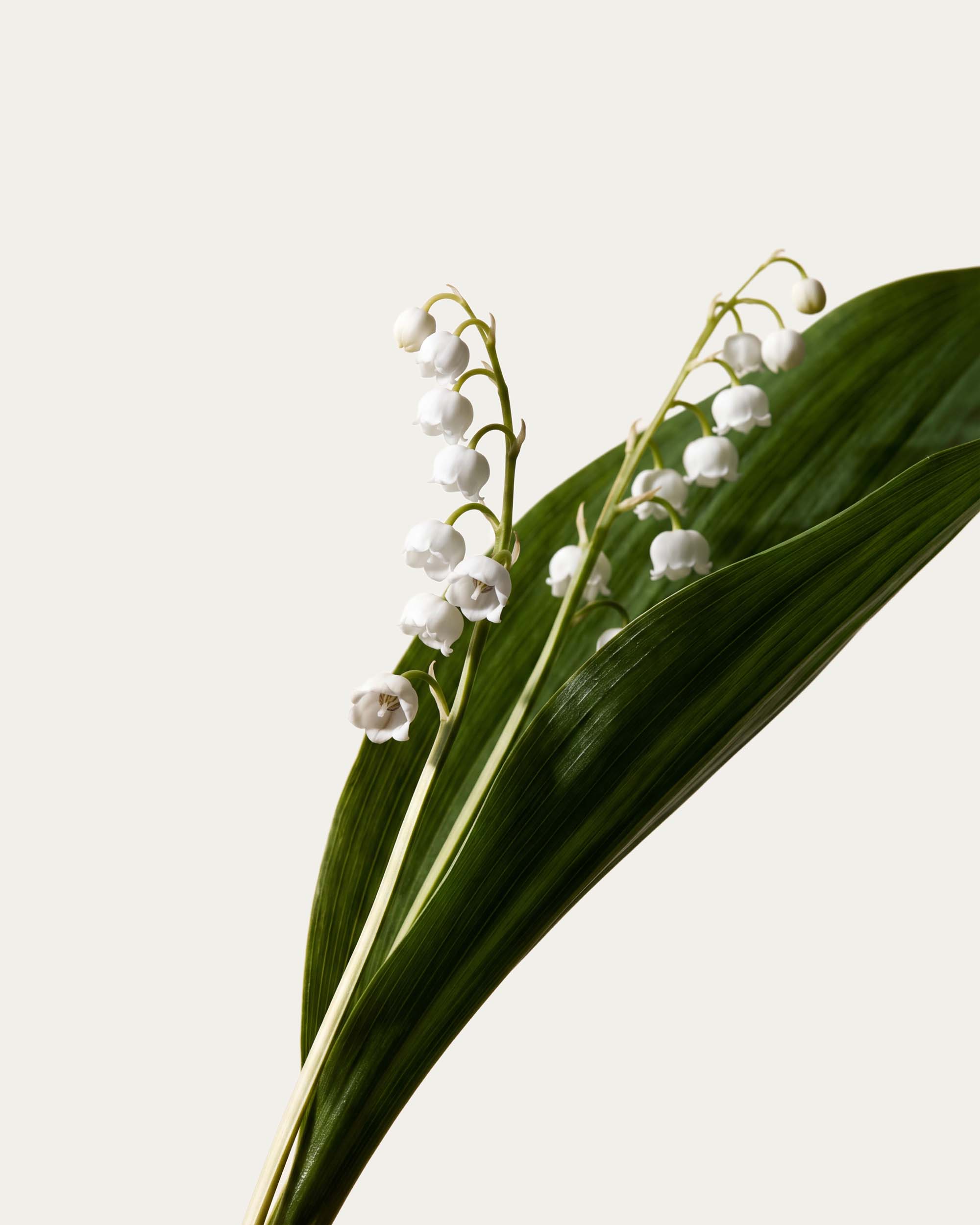 Lily of the Valley