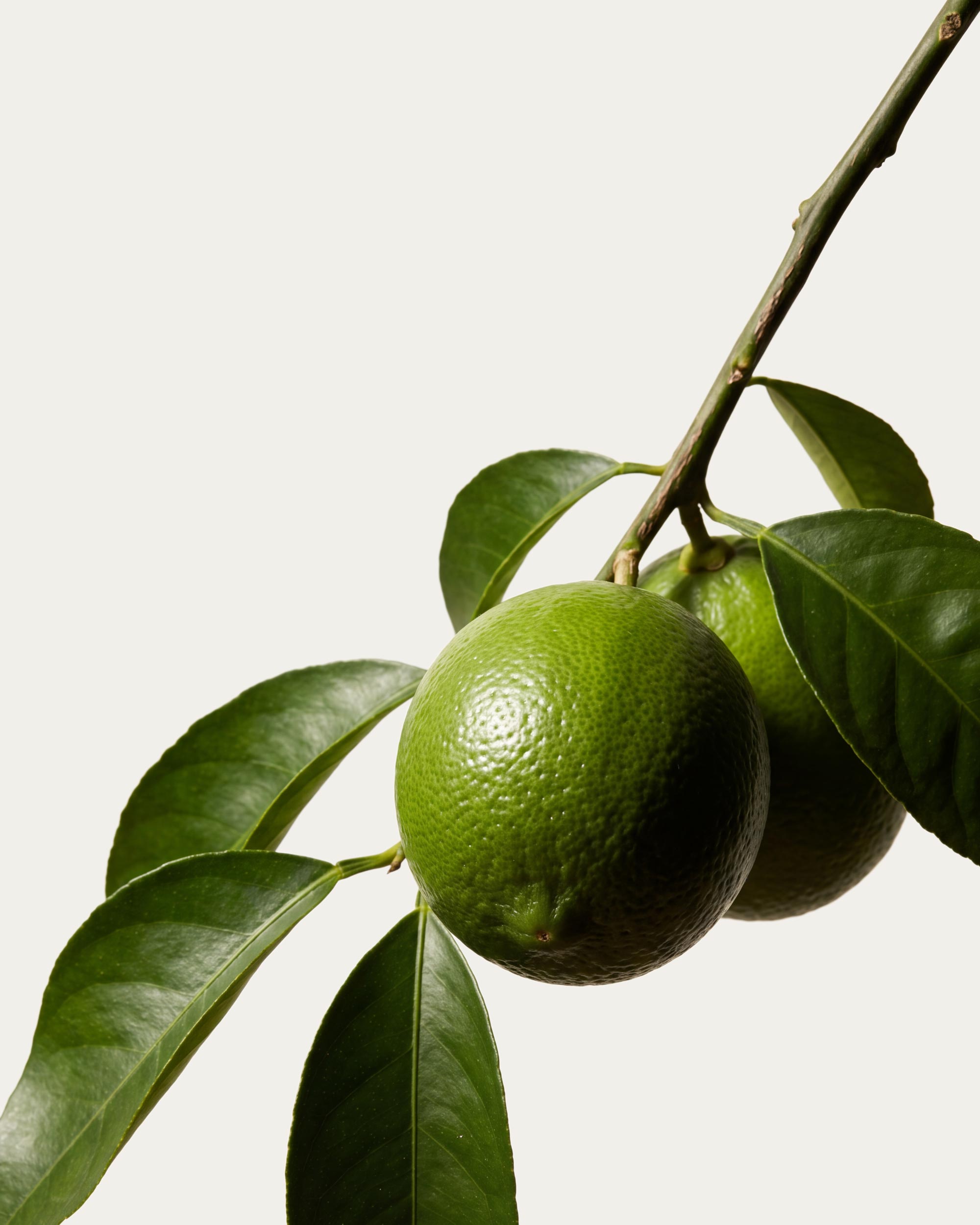 Lime