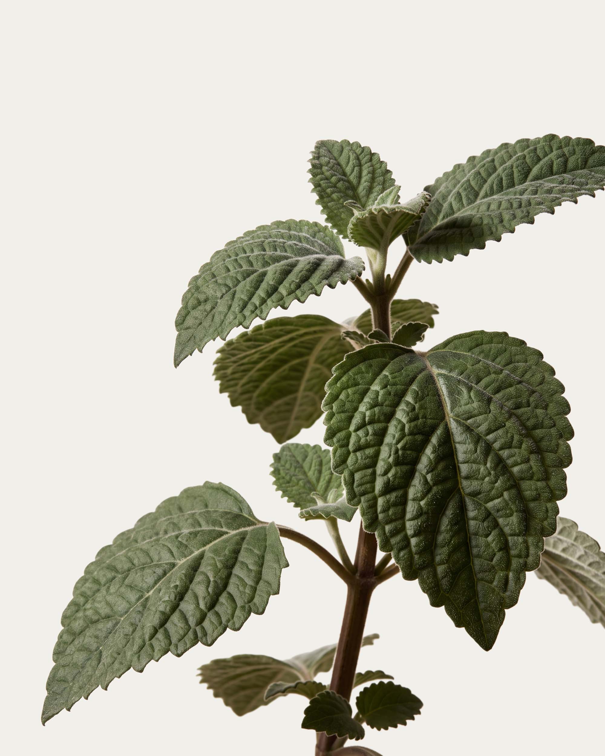 Patchouli