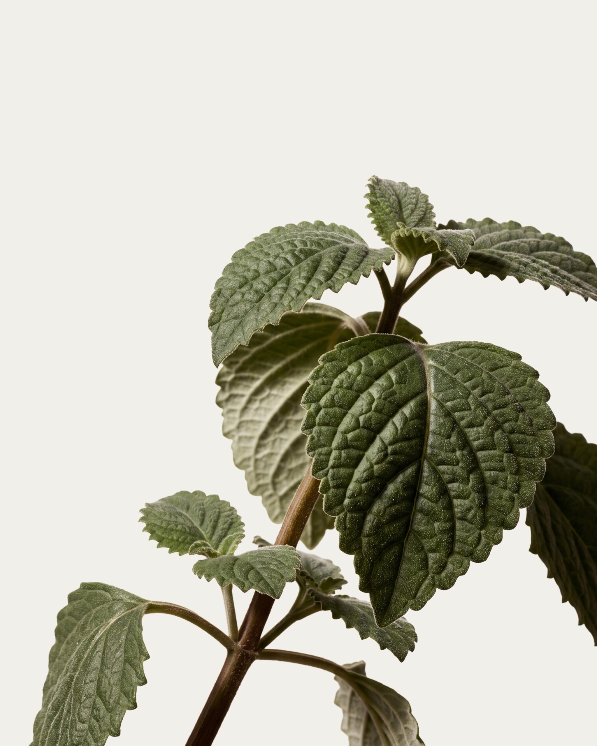 Patchouli