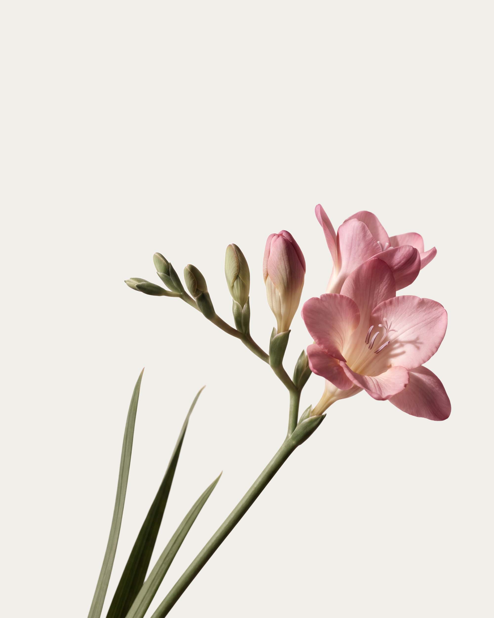 Freesia