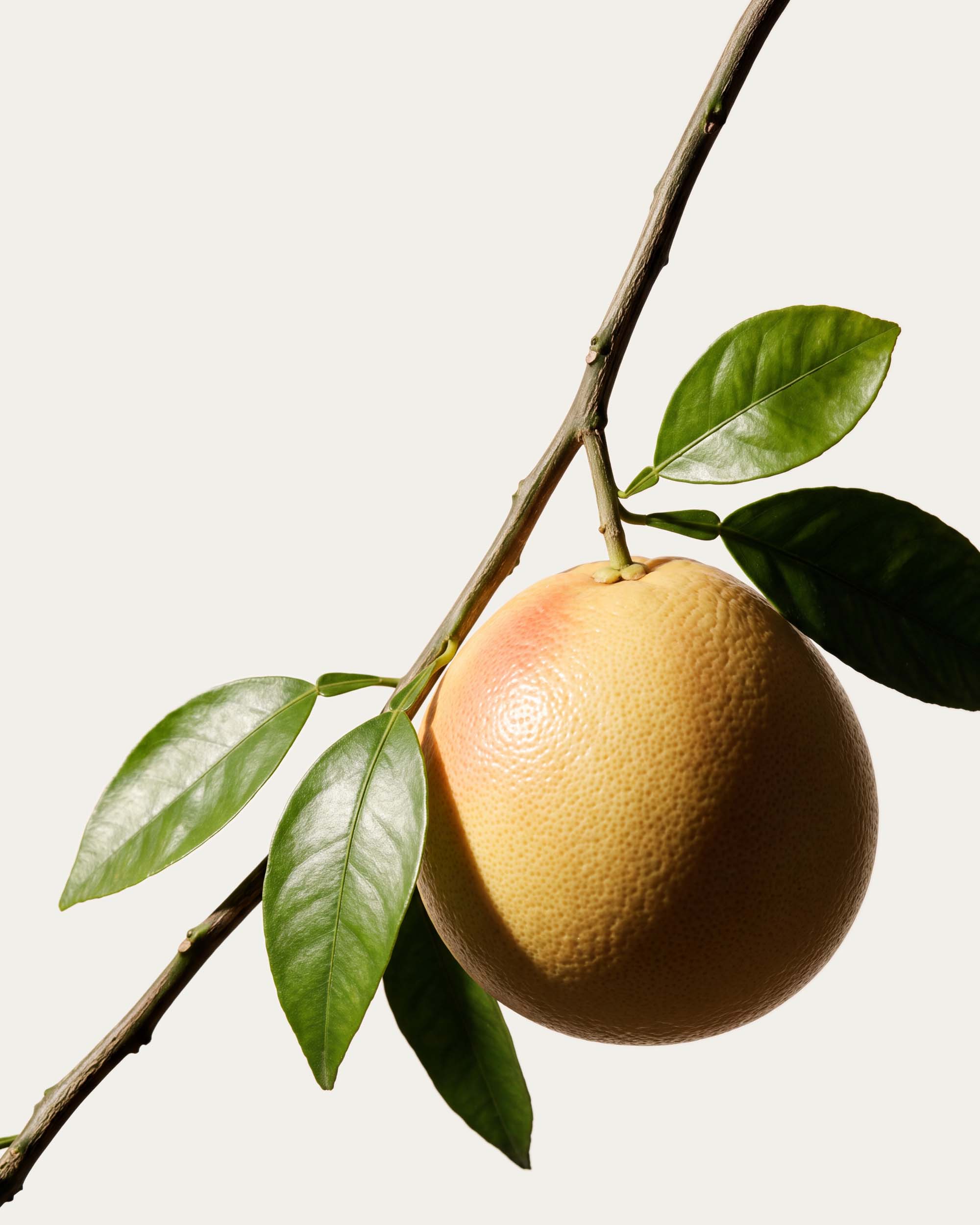 Pomelo