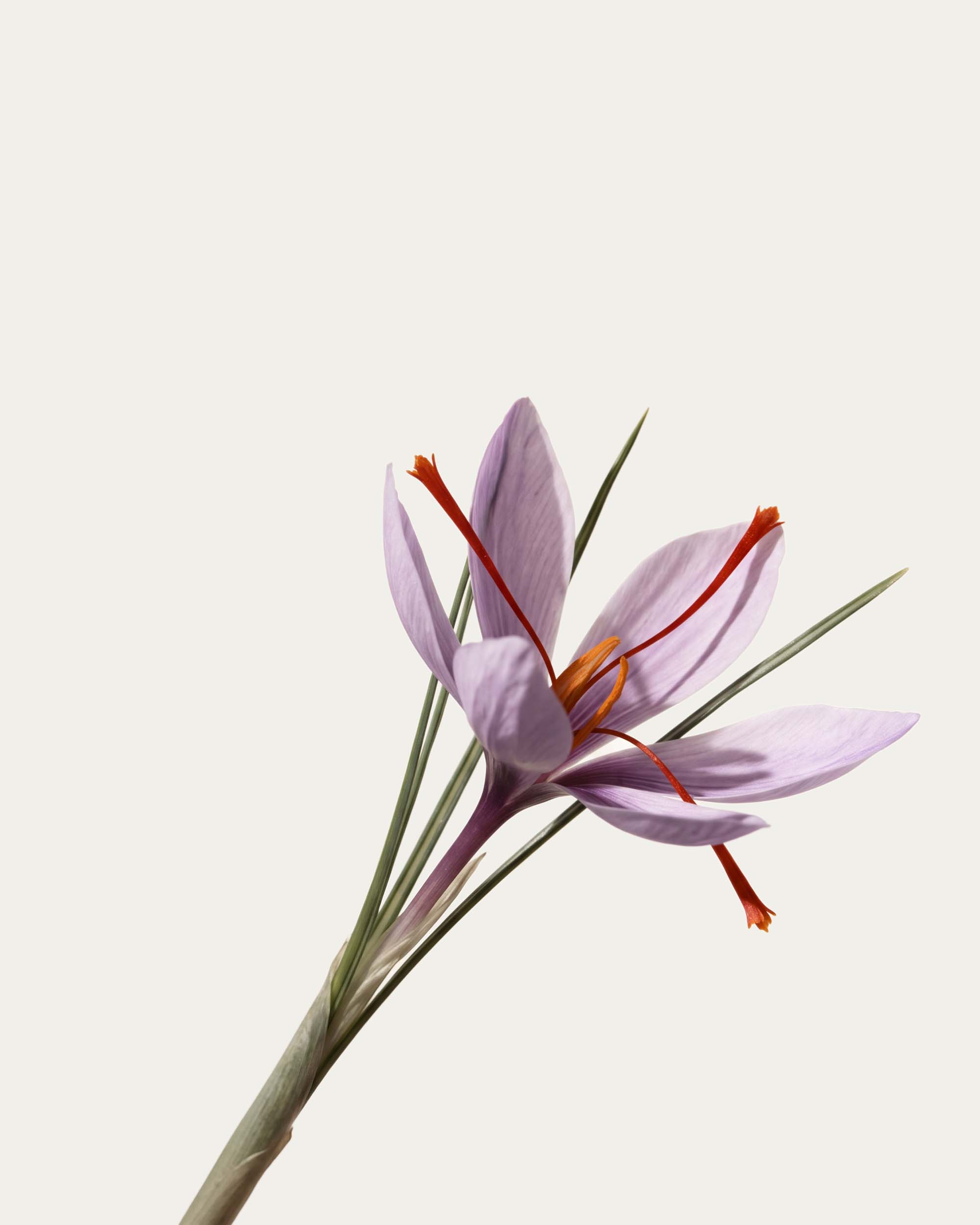 Saffron