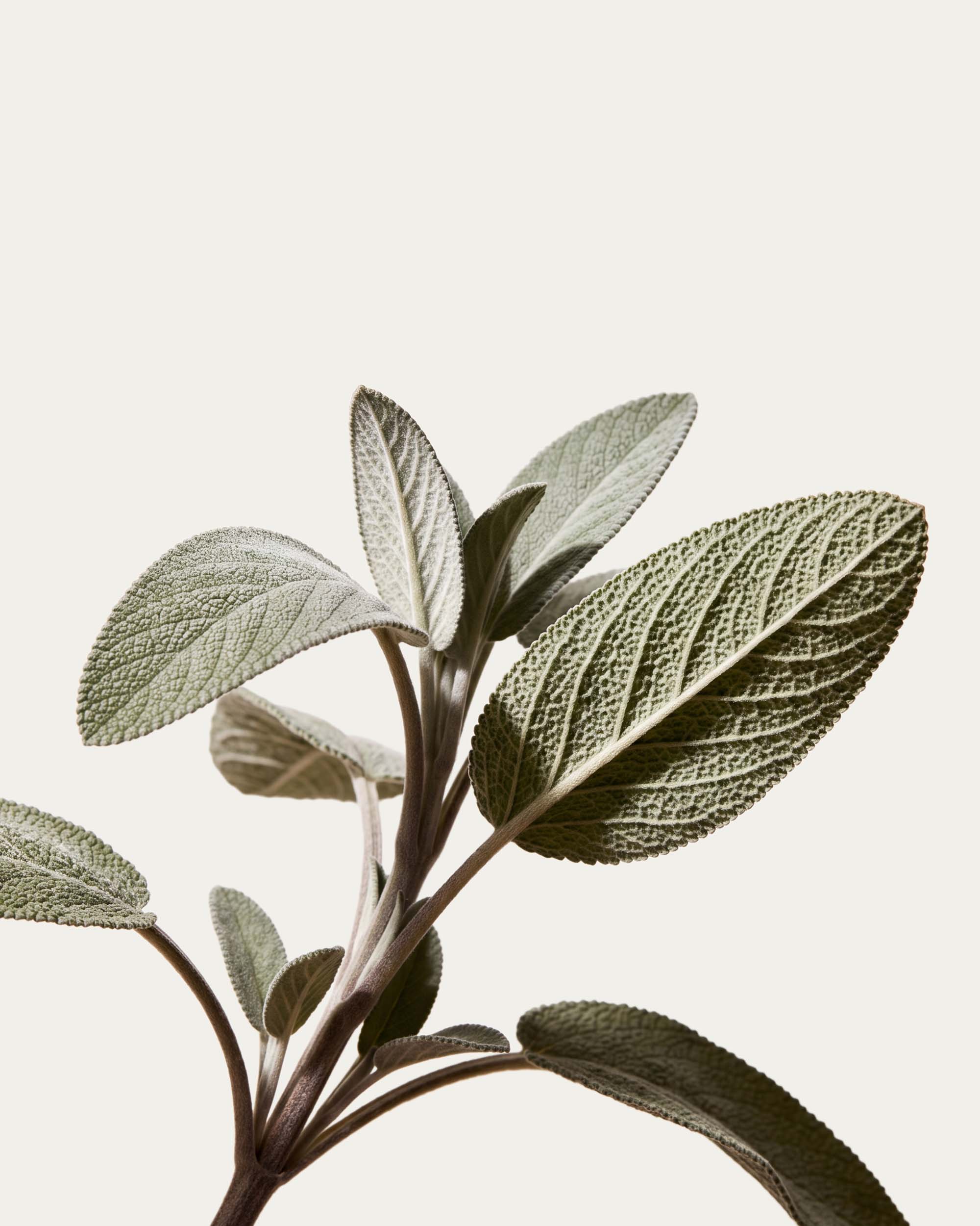Sage