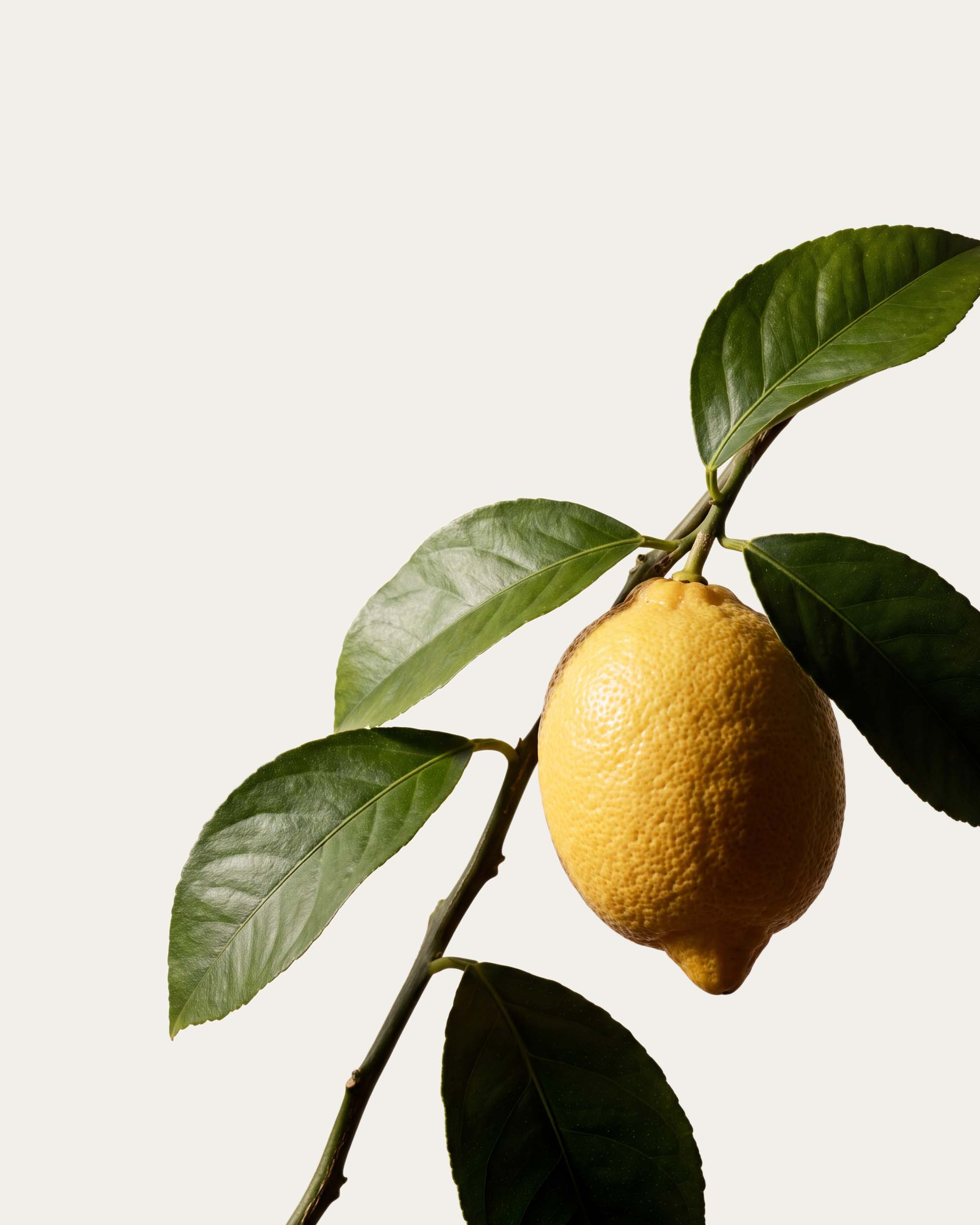 Lemon