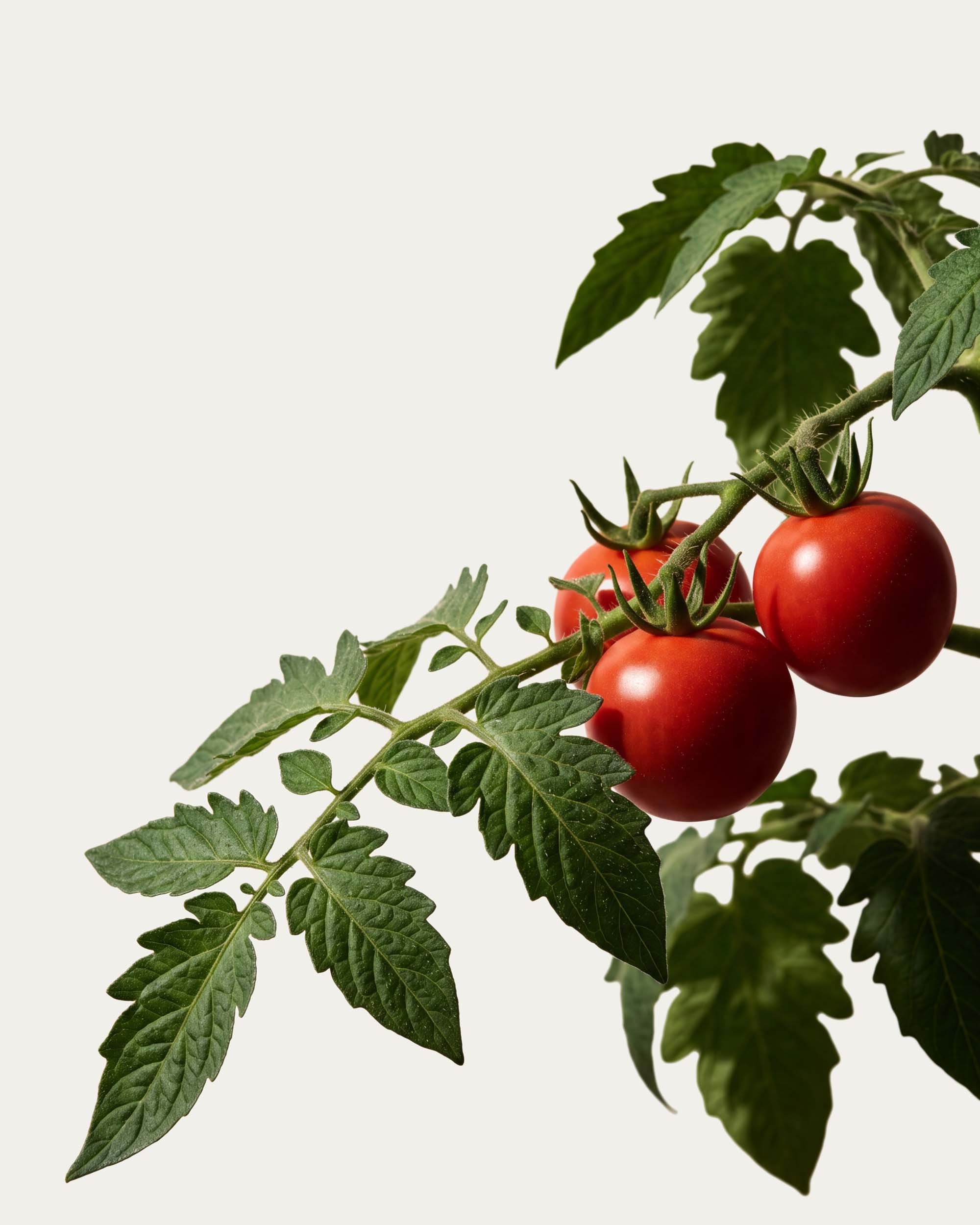 Tomato Leaf