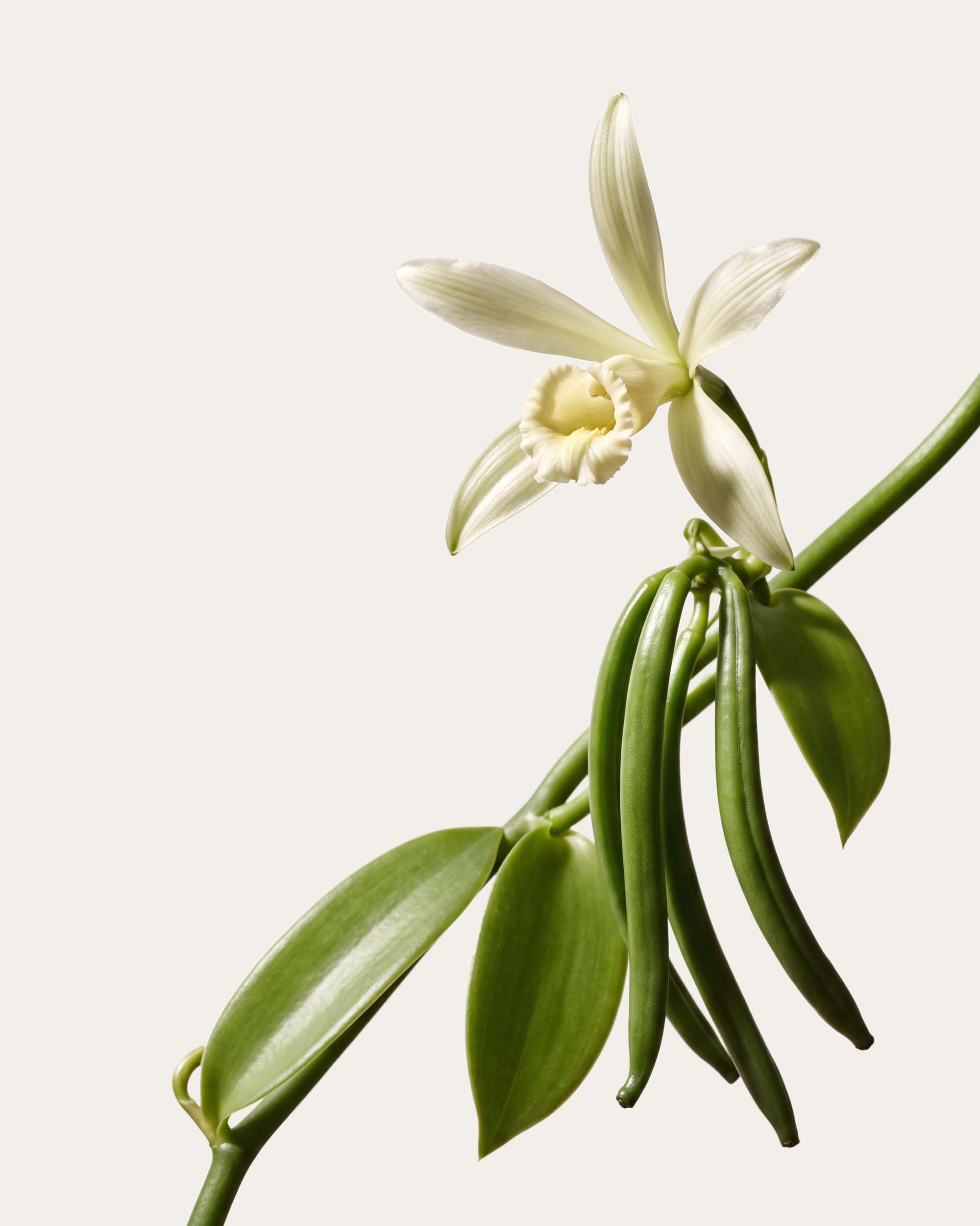 Vanilla